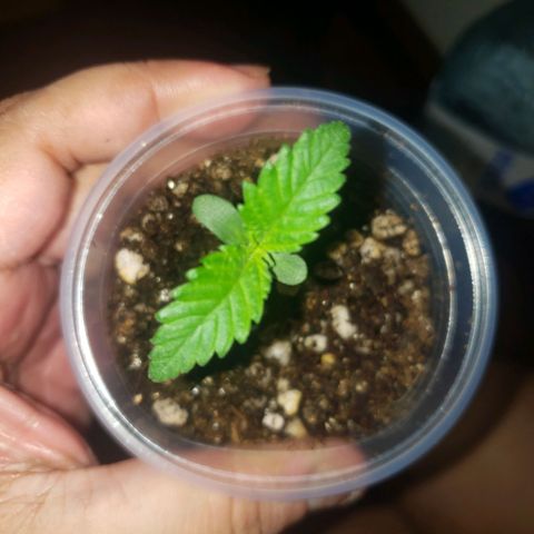 Mega Bloom Haze growlog photo: Sétimo dia.
Rega em duas delas.
Coloquei elas mais pra cima, mais perto da luz. 
Observar