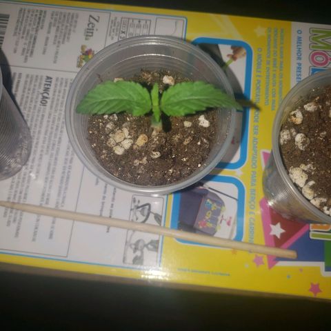 Mega Bloom Haze growlog photo: Todas estão se desenvolvendo bem. Rrguei pouco as três pois estavam mais úmidas no fundo e em cima, seco. 
A terceira e última plantada está se desenvolvendo muito bem, inclusive já alcançou a altura das outras. 