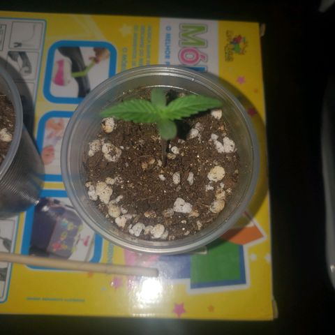 Mega Bloom Haze growlog photo: Todas estão se desenvolvendo bem. Rrguei pouco as três pois estavam mais úmidas no fundo e em cima, seco. 
A terceira e última plantada está se desenvolvendo muito bem, inclusive já alcançou a altura das outras. 