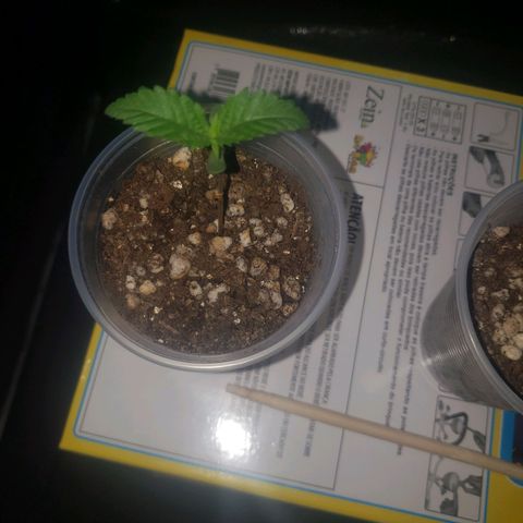 Mega Bloom Haze growlog photo: Todas estão se desenvolvendo bem. Rrguei pouco as três pois estavam mais úmidas no fundo e em cima, seco. 
A terceira e última plantada está se desenvolvendo muito bem, inclusive já alcançou a altura das outras. 