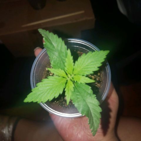 Mega Bloom Haze growlog timeline photo