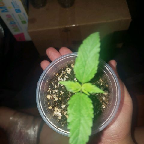 Mega Bloom Haze growlog timeline photo