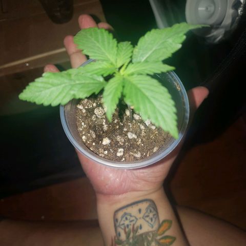 Mega Bloom Haze growlog timeline photo