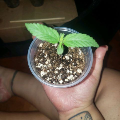 Mega Bloom Haze growlog timeline photo