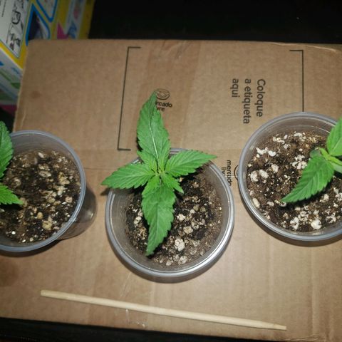 Mega Bloom Haze growlog timeline photo