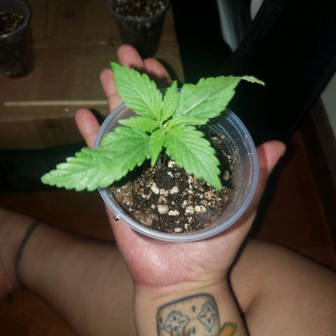 Mega Bloom Haze growlog timeline photo
