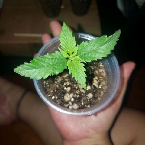 Mega Bloom Haze growlog timeline photo