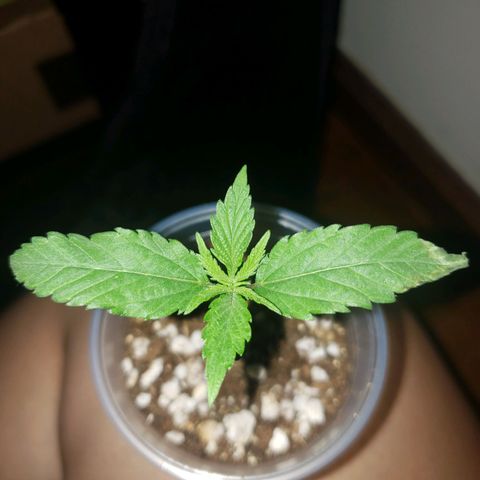 Mega Bloom Haze growlog photo: Hoje duas das plantas apareceram com a ponta da folha queimada. Me disseram que poderia ser o ph da água, então decidi iniciar o uso do flowermind.
Preparei meio litro para 1 ml de fert líquido para 1/3 do fert em pó.
Reguei todas.
Aproximei da luz novamente pra ver o resultado.