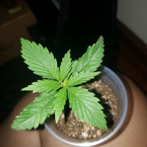 Mega Bloom Haze growlog photo: Hoje duas das plantas apareceram com a ponta da folha queimada. Me disseram que poderia ser o ph da água, então decidi iniciar o uso do flowermind.
Preparei meio litro para 1 ml de fert líquido para 1/3 do fert em pó.
Reguei todas.
Aproximei da luz novamente pra ver o resultado.