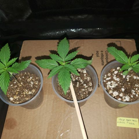 Mega Bloom Haze growlog photo: Hoje duas das plantas apareceram com a ponta da folha queimada. Me disseram que poderia ser o ph da água, então decidi iniciar o uso do flowermind.
Preparei meio litro para 1 ml de fert líquido para 1/3 do fert em pó.
Reguei todas.
Aproximei da luz novamente pra ver o resultado.