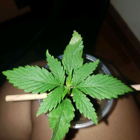 Mega Bloom Haze growlog timeline photo