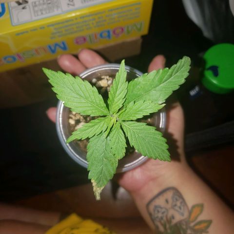 Mega Bloom Haze growlog photo: Reguei um pouco pq estava seco em cima .