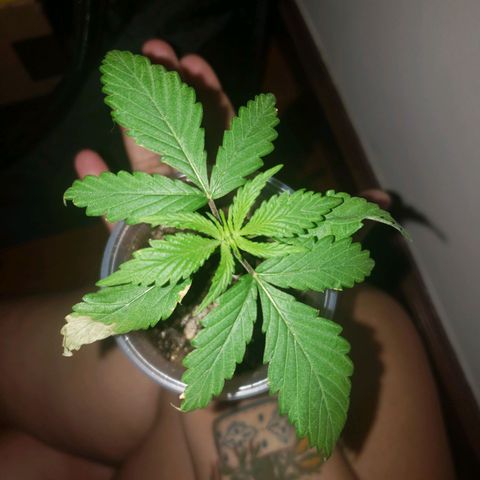 Mega Bloom Haze growlog photo: Reguei um pouco pq estava seco em cima .
