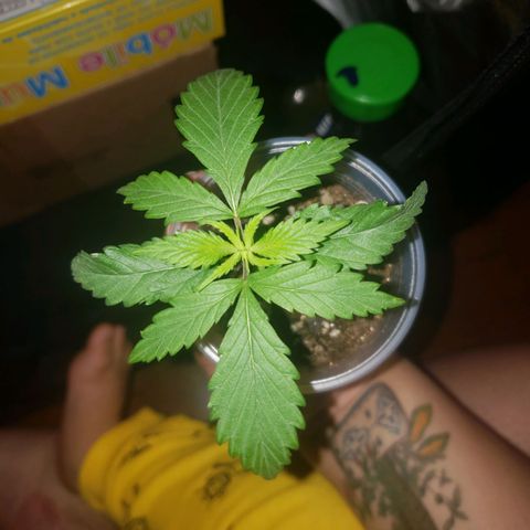 Mega Bloom Haze growlog photo: Reguei um pouco pq estava seco em cima .