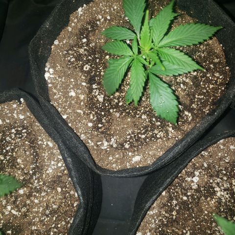 Mega Bloom Haze growlog photo: Reguei um pouquinho todas elas. 
Todas aparentam estar bem. Arrumei o ventilador pra ventar mais