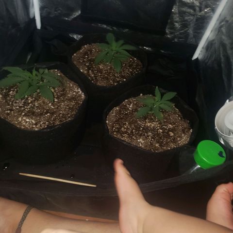 Mega Bloom Haze growlog photo: Reguei um pouquinho todas elas. 
Todas aparentam estar bem. Arrumei o ventilador pra ventar mais