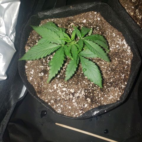 Mega Bloom Haze growlog photo: Reguei um pouquinho todas elas. 
Todas aparentam estar bem. Arrumei o ventilador pra ventar mais