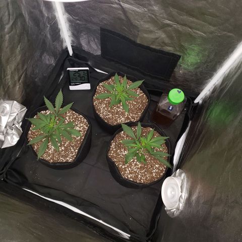 Mega Bloom Haze growlog photo: Seguem lindas, sem rega 