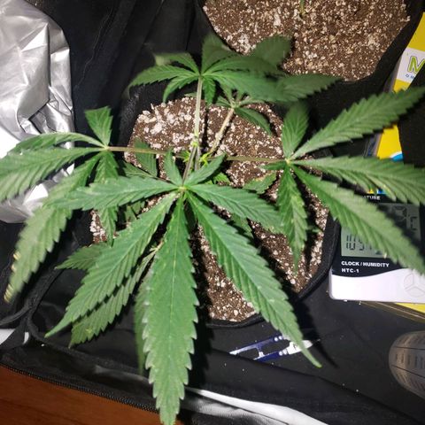 Mega Bloom Haze growlog photo: Fiz poda apical ontem.
Me disseram que o problema das folhas pode ser falta de cálcio.
