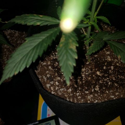 Mega Bloom Haze growlog photo: Fiz poda apical ontem.
Me disseram que o problema das folhas pode ser falta de cálcio.
