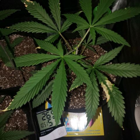 Mega Bloom Haze growlog photo: Fiz poda apical ontem.
Me disseram que o problema das folhas pode ser falta de cálcio.
