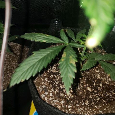 Mega Bloom Haze growlog photo: Fiz poda apical ontem.
Me disseram que o problema das folhas pode ser falta de cálcio.
