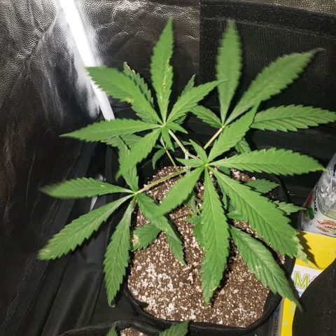 Mega Bloom Haze growlog photo: Fiz poda apical ontem.
Me disseram que o problema das folhas pode ser falta de cálcio.
