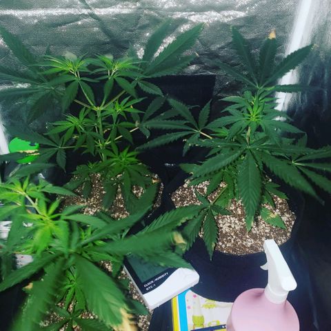 Mega Bloom Haze growlog timeline photo