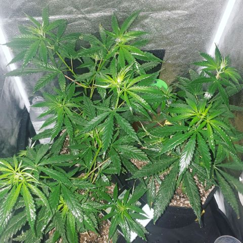 Mega Bloom Haze growlog timeline photo