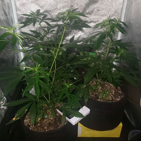 Mega Bloom Haze growlog timeline photo