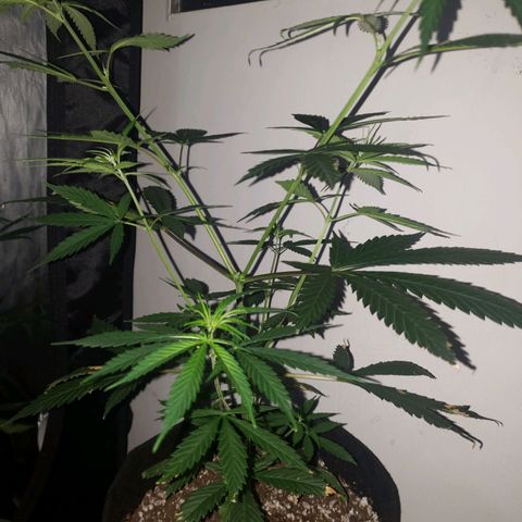 Mega Bloom Haze growlog photo: Fiz uma rega de leve. 