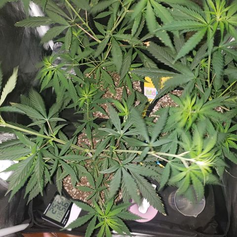Mega Bloom Haze growlog photo: Fiz uma rega de leve. 