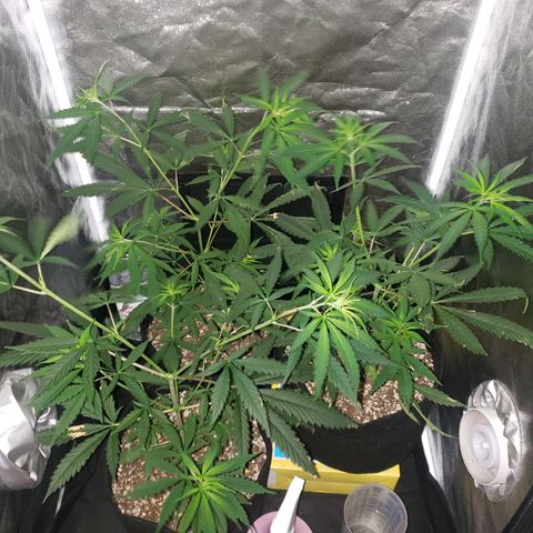 Mega Bloom Haze growlog photo: Fiz uma rega de leve. 