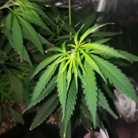 Mega Bloom Haze growlog photo: Fiz uma rega de leve. 