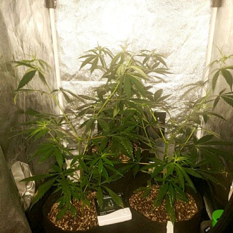 Mega Bloom Haze growlog photo: Apenas molhei as folhas 