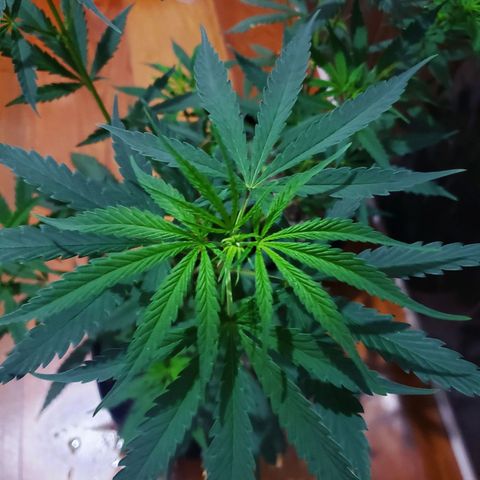Mega Bloom Haze growlog timeline photo