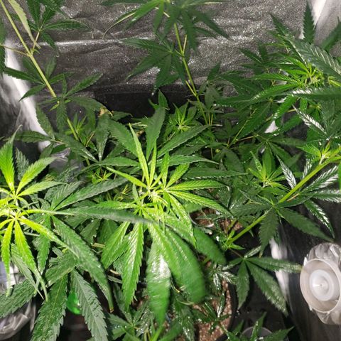 Mega Bloom Haze growlog photo: Reguei um pouco e tirei algumas folhas de baixo 