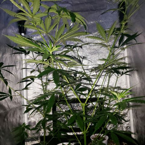 Mega Bloom Haze growlog photo: Reguei um pouco e tirei algumas folhas de baixo 