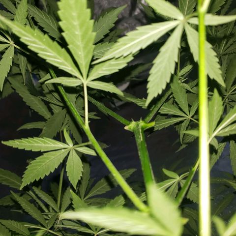 Mega Bloom Haze growlog photo: Reguei um pouco e tirei algumas folhas de baixo 