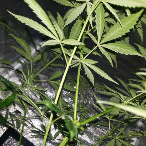 Mega Bloom Haze growlog photo: Reguei um pouco e tirei algumas folhas de baixo 