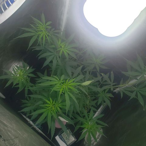 Mega Bloom Haze growlog timeline photo
