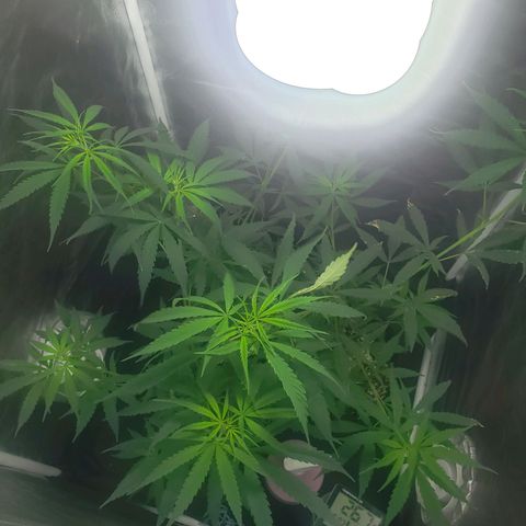Mega Bloom Haze growlog timeline photo