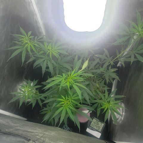Mega Bloom Haze growlog timeline photo