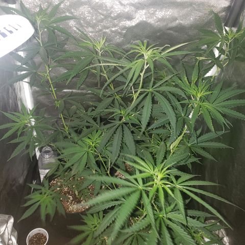 Mega Bloom Haze growlog photo: Reguei só com água