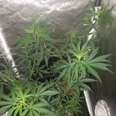 Mega Bloom Haze growlog photo: Reguei só com água