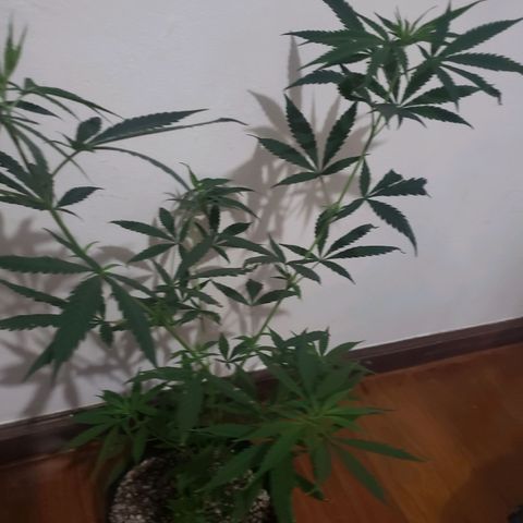 Mega Bloom Haze growlog photo: Reguei só com água
