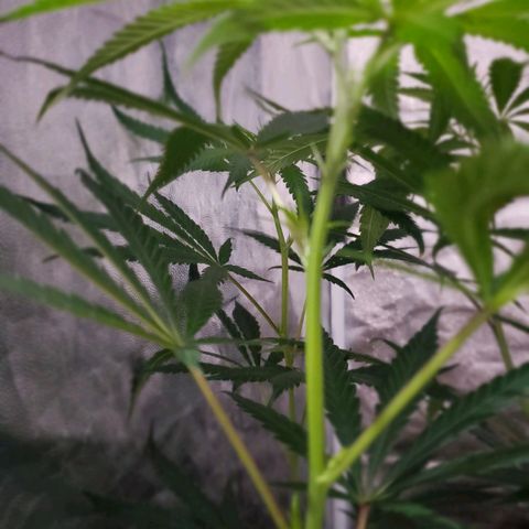 Mega Bloom Haze growlog photo: Reguei com água + fert