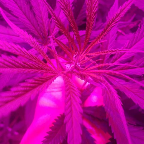 Mega Bloom Haze growlog photo: Reguei com água + fert