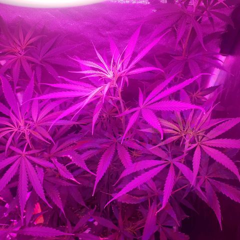 Mega Bloom Haze growlog photo: Reguei com água + fert