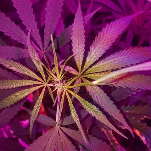 Mega Bloom Haze growlog photo: Reguei com água + fert